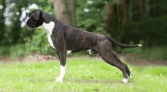 Top 5 rase universale de câini